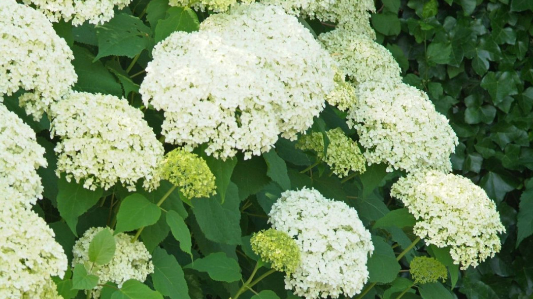 Hortensja krzewiasta Hydrangea arborescens, fot. iVerde