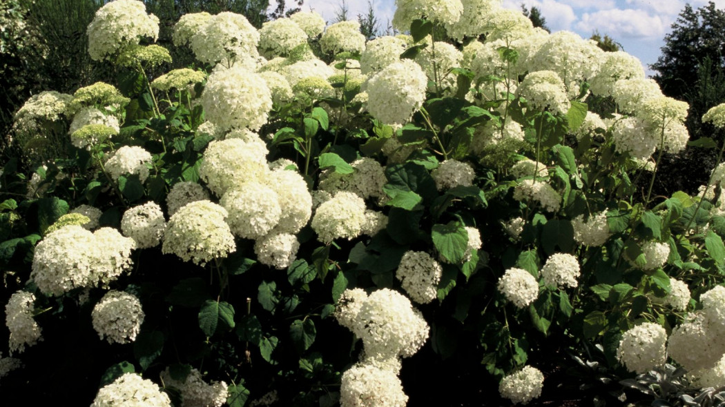 Hortensja krzewiasta Hydrangea arborescens, fot. iVerde