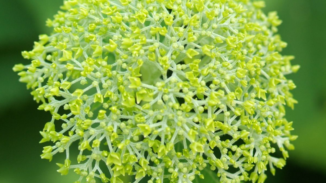 Hortensja krzewiasta Hydrangea arborescens, fot. iVerde