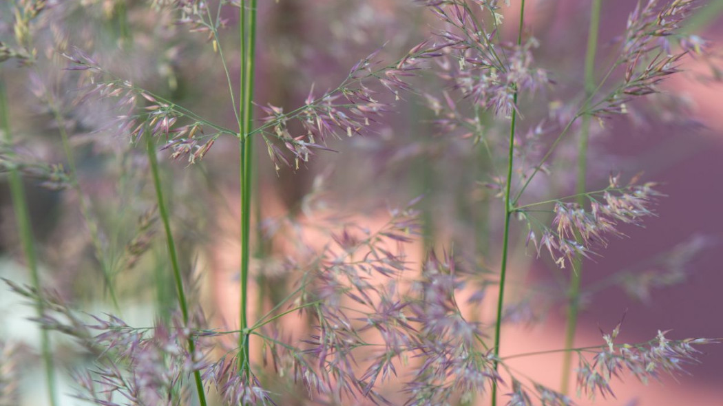 Calamagrostis acutiflora Overdam, fot. iVerde