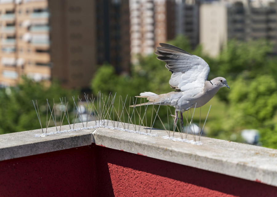 jak odstraszyć gołębie z balkonu fot. jm.guarinos - Depositphotos