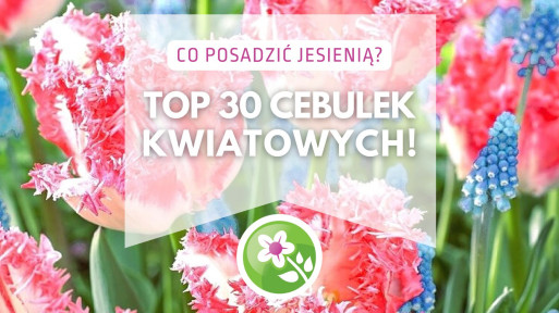 TOP 30 cebulek kwiatowych, które warto posadzić jesienią!