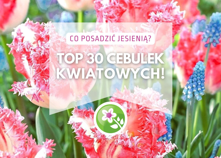 TOP 30 cebulek kwiatowych ktore warto posadzic jesienia, fot. sklep.swiatkwiatow