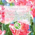 TOP 30 cebulek kwiatowych, które warto posadzić jesienią!