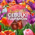 Najpiękniejsze tulipany do ogrodu | Te cebulki warto kupić!