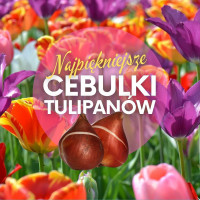 Najpiękniejsze tulipany do ogrodu | Te cebulki warto kupić!