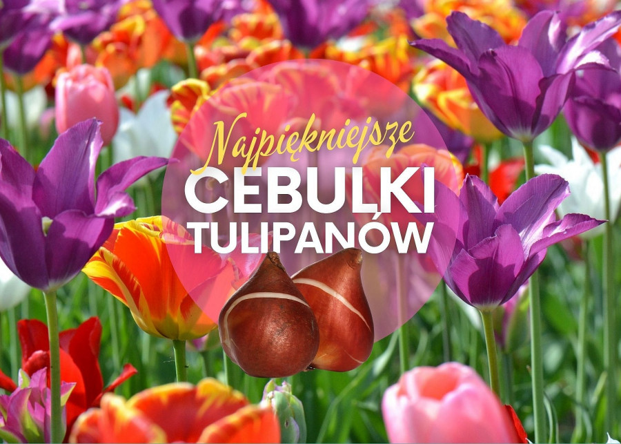 Najpiękniejsze cebulki tulipanów