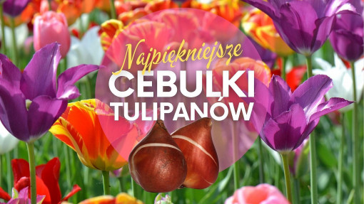 Najpiękniejsze tulipany do ogrodu | Te cebulki warto kupić!