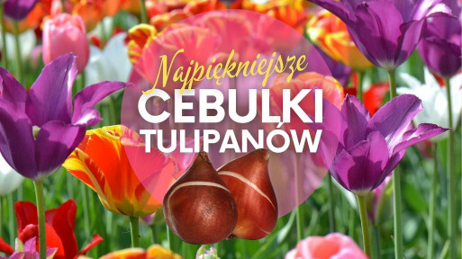 Najpiękniejsze tulipany do ogrodu | Te cebulki warto kupić!