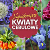 Rośliny cebulowe: terminy sadzenia, kwitnienia i wykopywania | Kalendarz uprawy