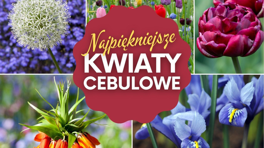 Najpiękniejsze kwiaty cebulowe kwitnące wiosną