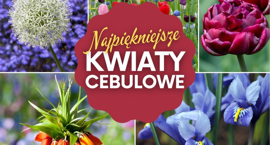 Wiosenne kwiaty cebulowe, które trzeba posadzić jesienią | Jakie wybrać i gdzie kupić?