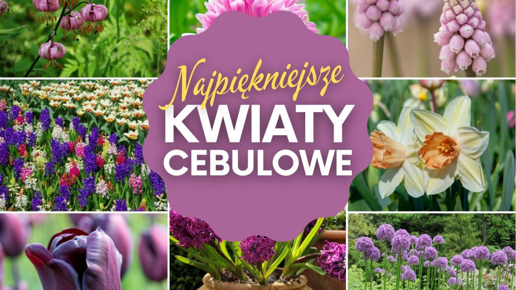 Najpiękniejsze kwiaty cebulowe sadzone jesienią