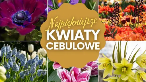 Wiosenne kwiaty cebulowe, które trzeba posadzić jesienią | Jakie wybrać i gdzie kupić?