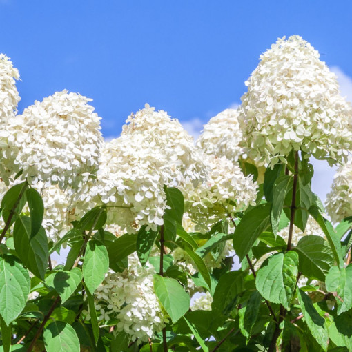 Hortensja bukietowa 'Polar Bear'