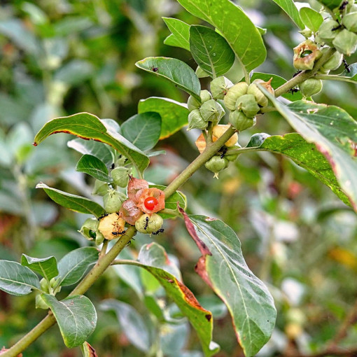 Ashwagandha / Witania ospała