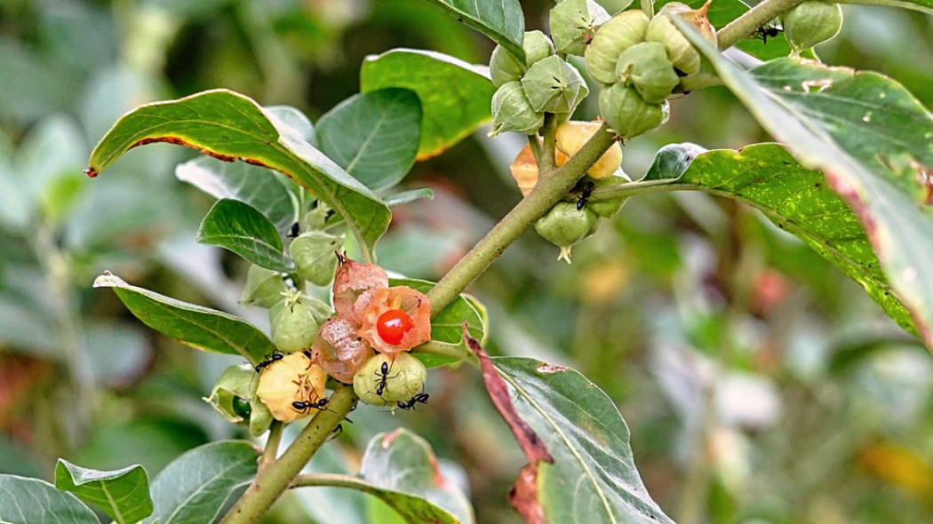 Witania ospala Withania somnifera ashwagandha, fot. thalabhula - Depositphotos