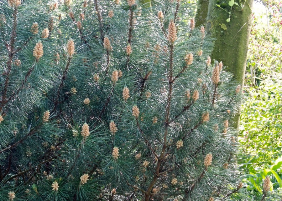 Sosna wejmutka Pinus strobus, fot. iVerde