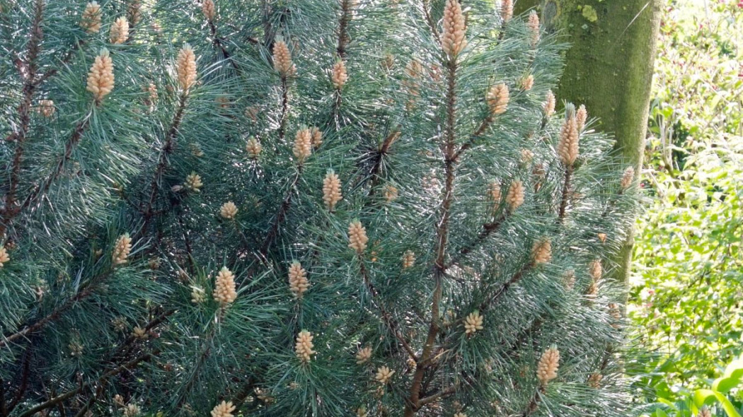 Sosna wejmutka Pinus strobus, fot. iVerde