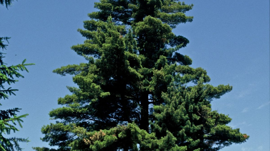 Sosna wejmutka Pinus strobus, fot. iVerde