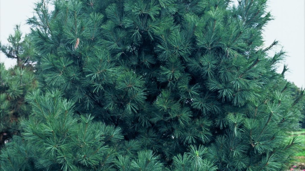 Sosna wejmutka Pinus strobus Fastigiata, fot. iVerde 