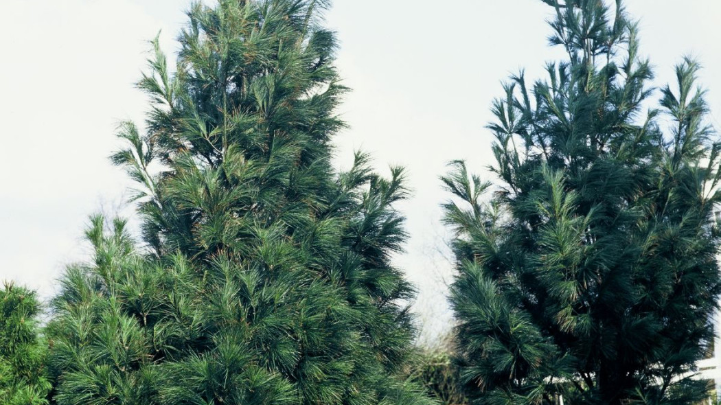 Sosna wejmutka Pinus strobus Fastigiata, fot. iVerde 