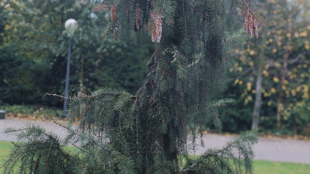 Sosna wejmutka Pendula Pinus strobus, fot. iVerde