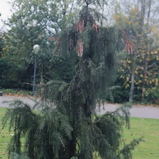 Sosna wejmutka