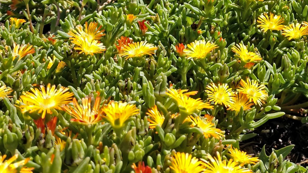 Słonecznica Heliosperma Delosperma cooperi, fot. dankeck (CC0 1.0) - Flickr