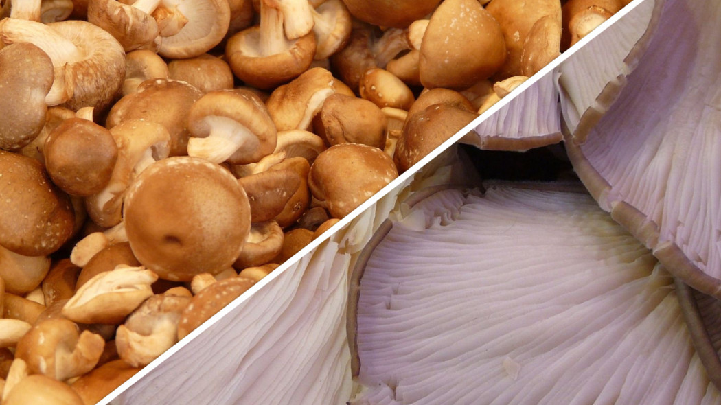 domowa uprawa boczniaków i grzybów shiitake