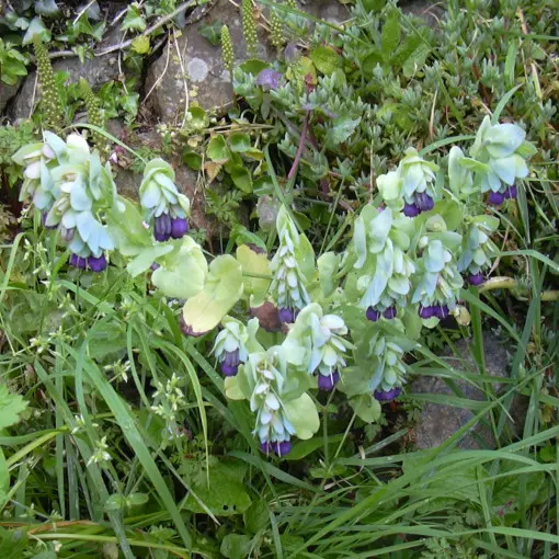 Ośmiał większy