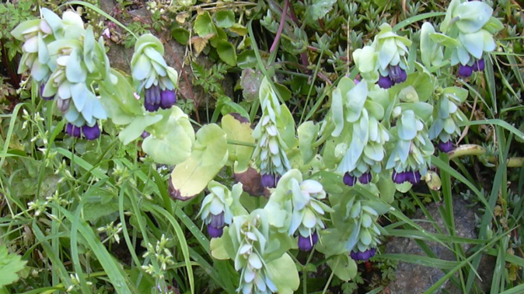 Osmial wiekszy Cerinthe major, fot. Vernon39 - Wikimedia Commons