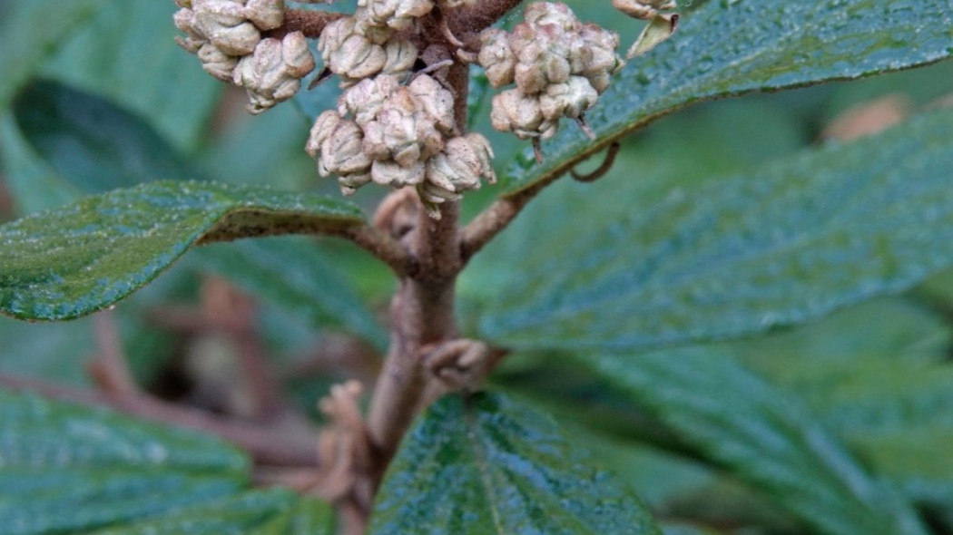 Kalina praska Viburnum Pragense zblizenie, fot. iVerde