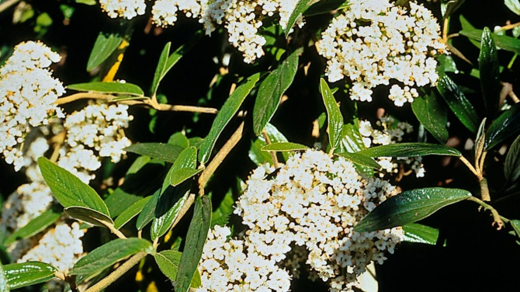 Kalina praska kwiatostany Viburnum Pragense, fot. iVerde