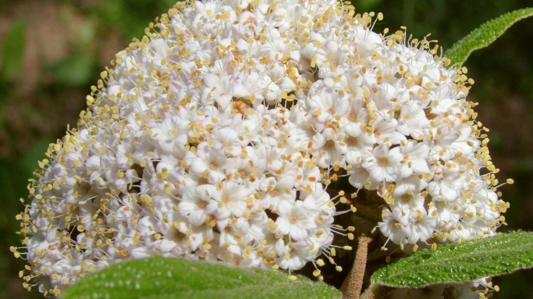 Kalina hordowina kwiatostan Viburnum lantana, fot. Elstef - Pixabay