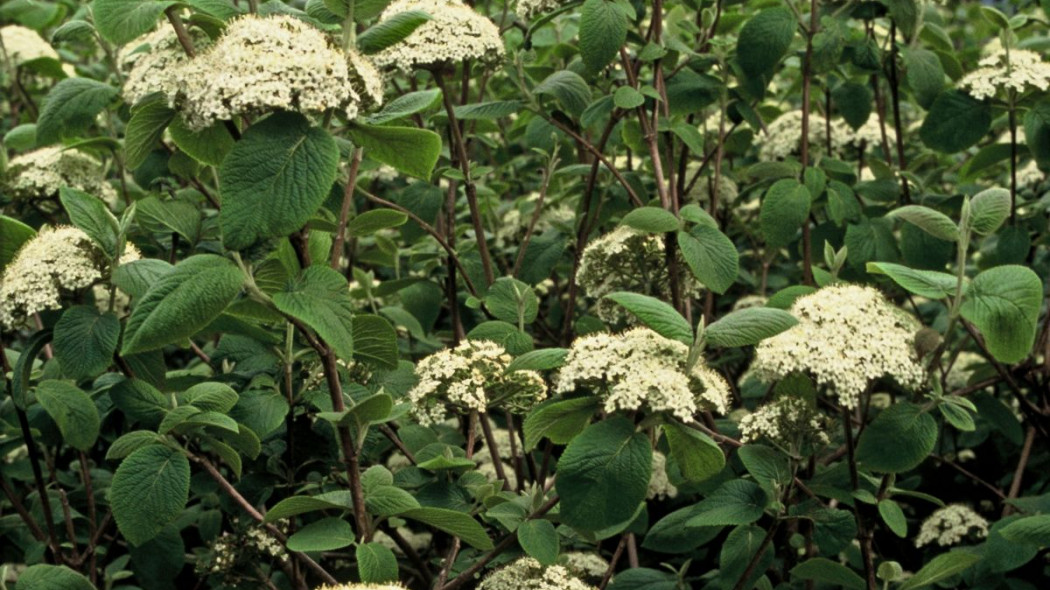 Kalina hordowina Viburnum lantana, fot. iVerde