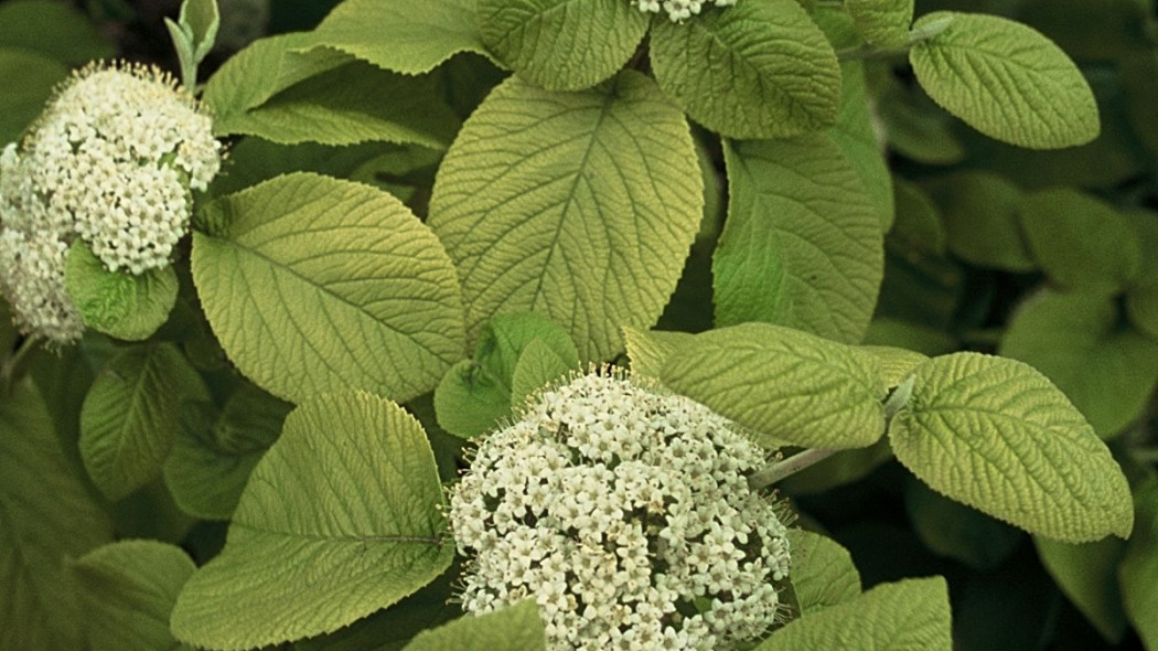 Kalina hordowina Aureum Viburnum lantana, fot. iVerde