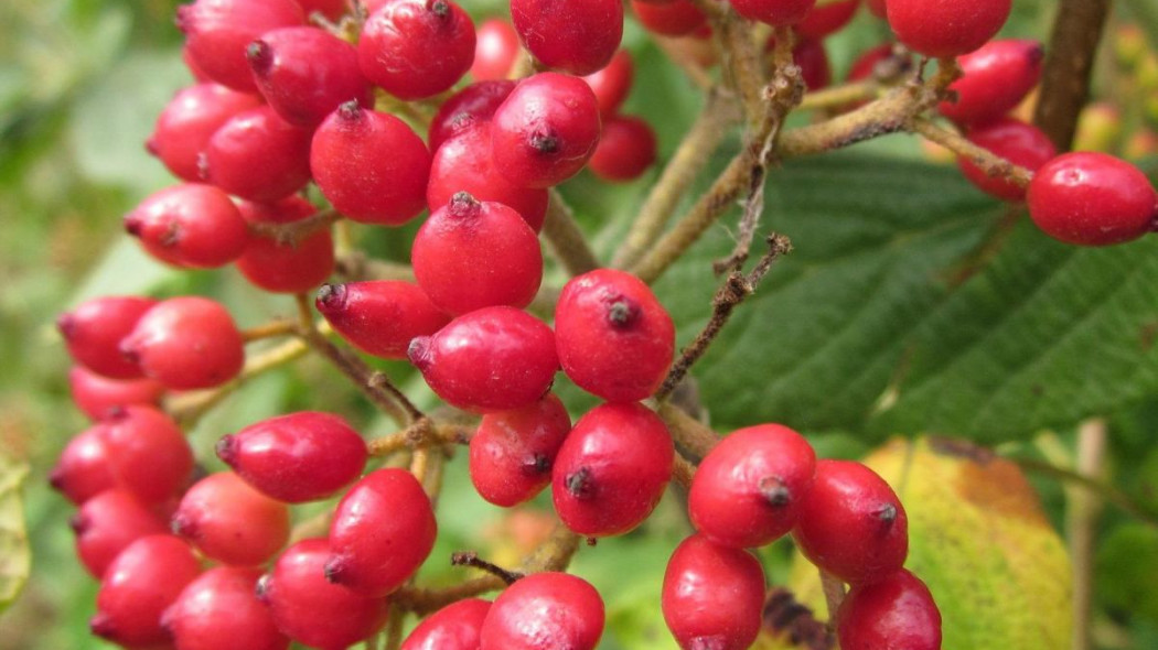 Kalina hordowina viburnum lantana owoce, fot. WikimediaImages - Pixabay