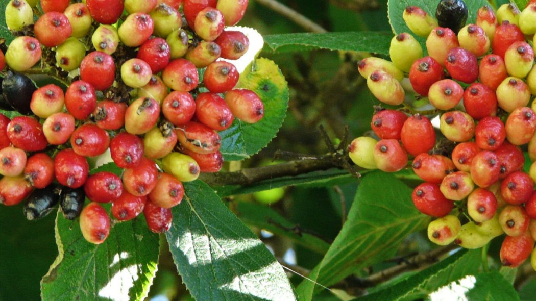 Kalina hordowina Viburnum lantana, fot. Hans Braxmeier - Pixabay