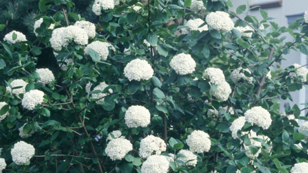 Viburnum burkwoodii Compact Beauty, fot. iVerde