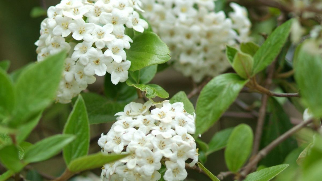 Viburnum burkwoodii, fot. iVerde