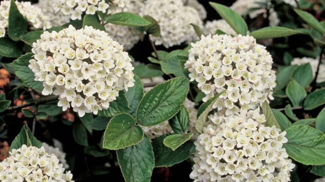 Viburnum x burkwoodii Compact Beauty