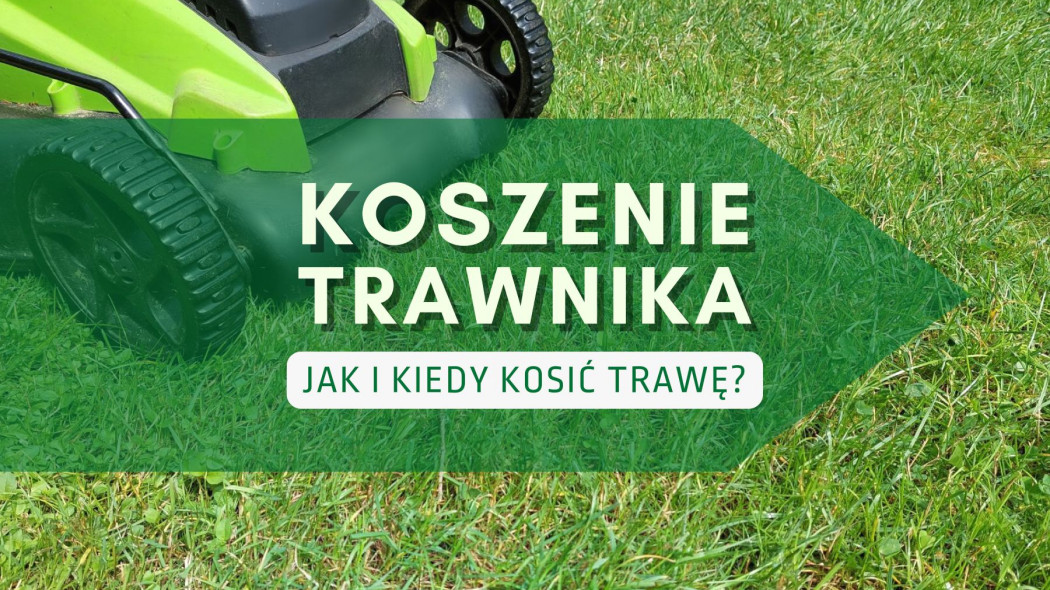 Koszenie trawnika murawy jak i kiedy kosic trawe, fot. Katarzyna Jeziorska