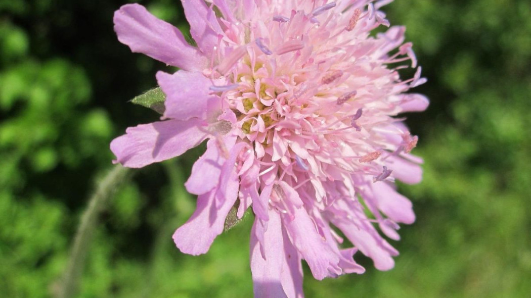 Drakiew golebia Scabiosa columbaria, fot. WikimediaImages - Pixabay