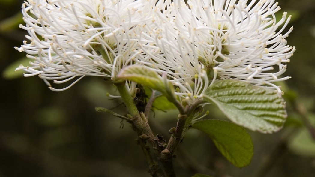 Fotergilla wieksza Fothergilla major, fot. arch ZO