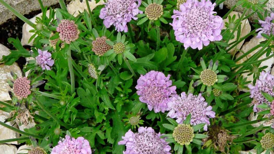 Driakiew golebia Scabiosa columbaria, fot. Père Igor (CC BY-SA 3.0) - Wikimedia Commons