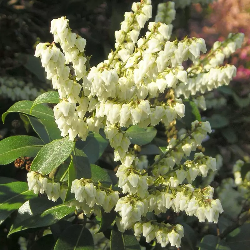 Pieris amerykański (fot. blumenbiene - CC BY 2.0 - Flickr)