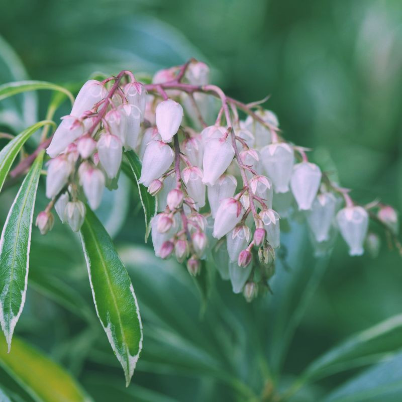 Pieris japoński (fot. Krystsina Radzevich - Pixabay)