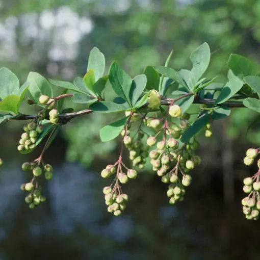Berberys ottawski