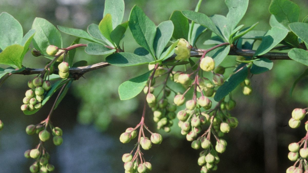 Berberys ottawski, fot. iVerde